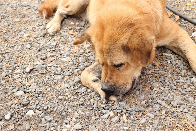 Straßenrandhund, der auf dem Boden schläft