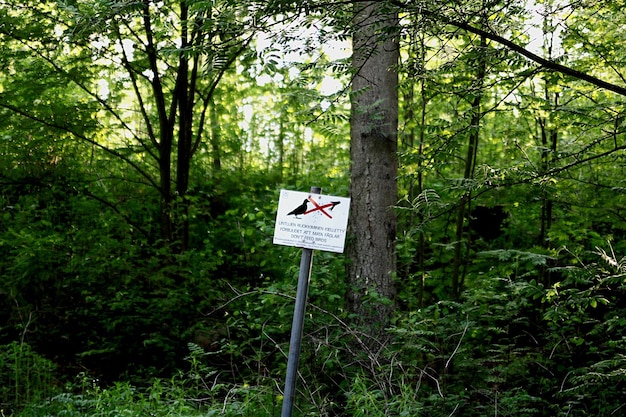 Straßenzeichen an Bäumen im Wald