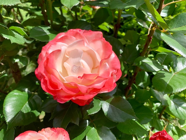 Strauch aus rosafarbenen und zarten Rosen vor natürlichem Hintergrund
