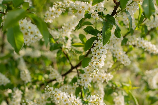 Strauch eines Vogelkirschbaums, der im Frühling mit weißen Blüten des Vogelkirschbaums blüht