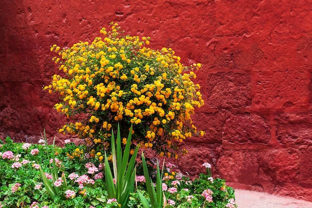 Strauch mit gelben Blüten