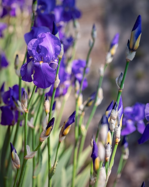 Strauch mit lila Irisblüten im Garten