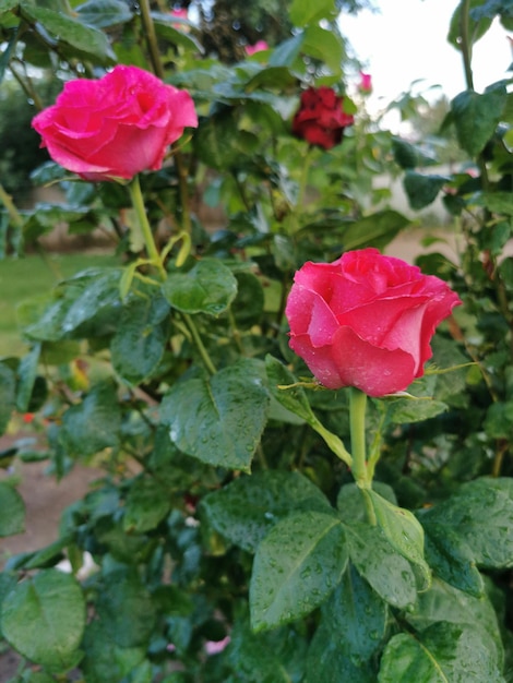 Strauch mit rot-rosa Rosen im Sommer im Garten