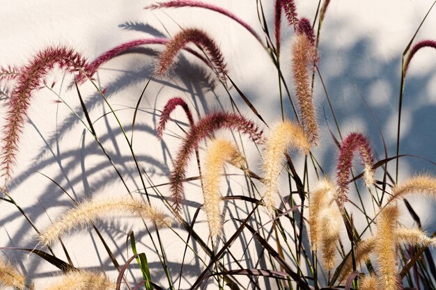 Strauch Pennisetum Rubra wirft Schatten an einer Wand