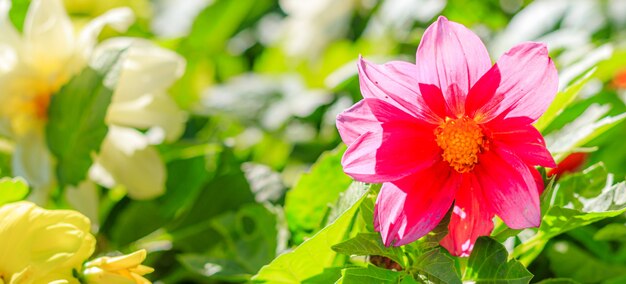 Strauchrose Grußkartenkopie. schöner Blumenkopierraum. rosa Rosenstrauch.