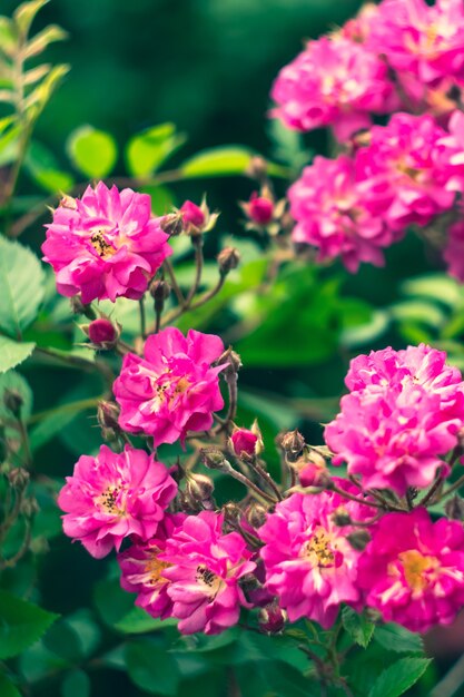 Strauchrosen im Garten, bunter Naturhintergrund. Blumentapete. Rosenbusch, rosa Blüten im Sommer. Schönes Bokeh. Selektiver Fokus.