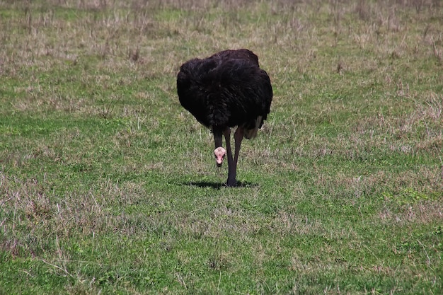 Strauß auf Safari in Kenia und Tansania, Afrika