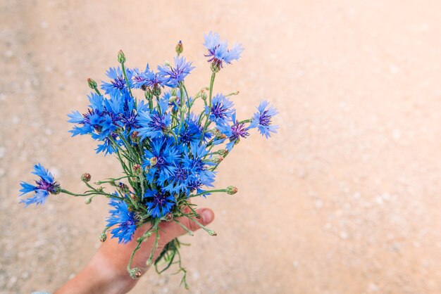 Strauß der blauen Kornblumen auf Sommerfeldhintergrund. Kräuterfeldblumen. Symbol von Belarus