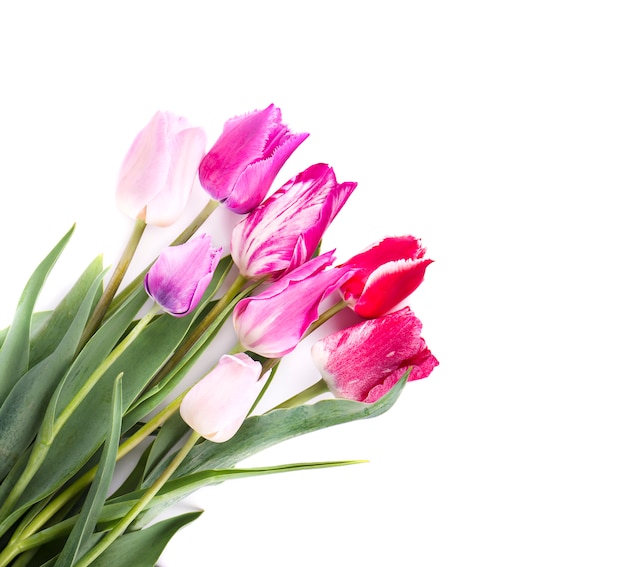 Strauß der bunten Tulpen lokalisiert auf weißem Raum. Frühlingsstrauß.