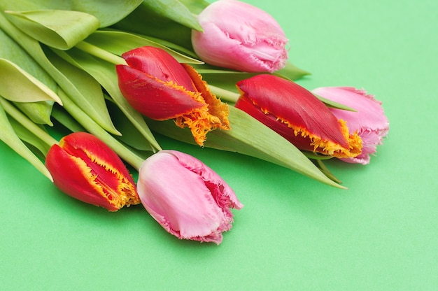 Strauß der rosa und roten Tulpen auf einem Grün