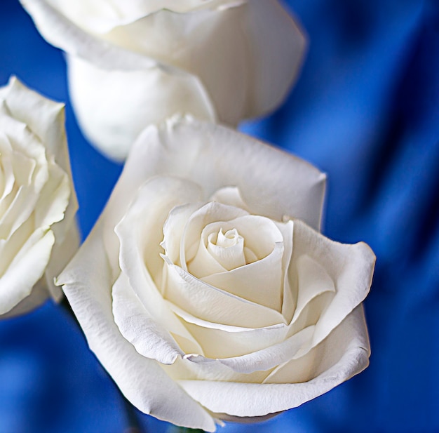 Strauß der weißen Rosen auf einem blauen Hintergrund