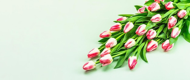 Strauß frischer rosa Tulpen auf grünem Hintergrund Festliches Konzept für Muttertag oder Valentinstag Grußkarte Ostern flacher Platz für Textbannerformat