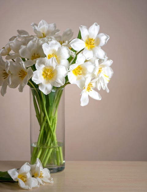 Strauß frischer weißer Tulpen in Glasvase auf beigem Hintergrund auf einem Tisch im Inneren einer modernen Wohnung