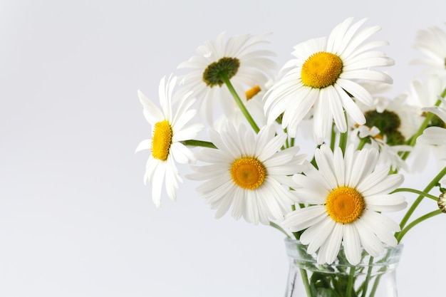 Strauß Gänseblümchen-Kamillenblüten