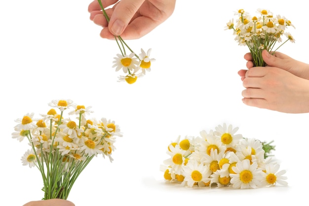 Strauß Gänseblümchen lokalisiert auf Weiß