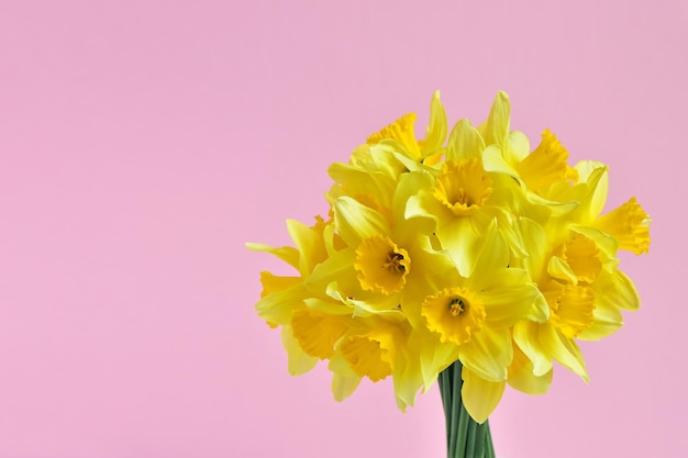 Strauß gelber Narzissen auf rosa Hintergrund