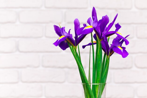 Strauß iris gegen weiße backsteinmauer