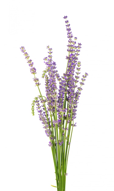 Foto strauß lavendel isoliert