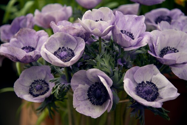 Strauß lila Anemonenblüten