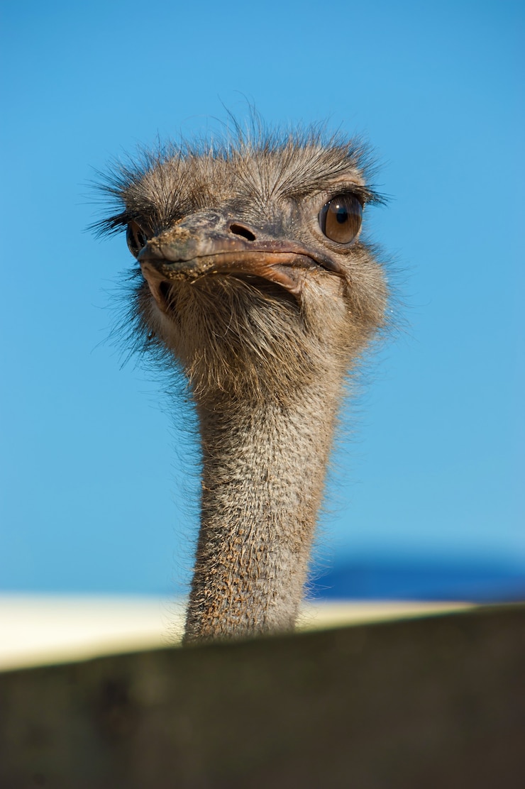 Strauß Nahaufnahme. Gesicht eines Straußvogels hautnah und persönlich.