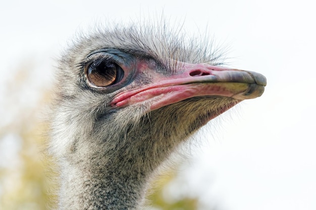 Strauß-Portrait in Nahaufnahme Straußkopf Struthio camelus