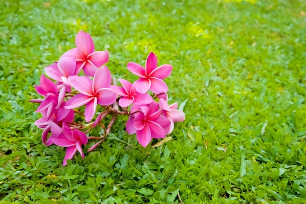 Strauß rosa Frangipani im Garten