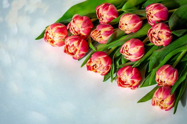 Strauß rosa Korallentulpen auf Pastelltisch