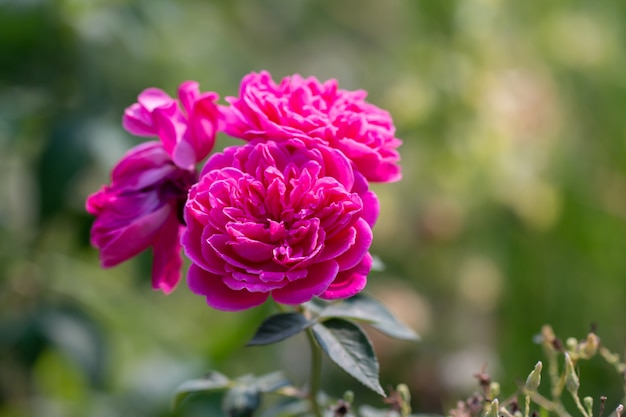 Strauß rosa Rosen