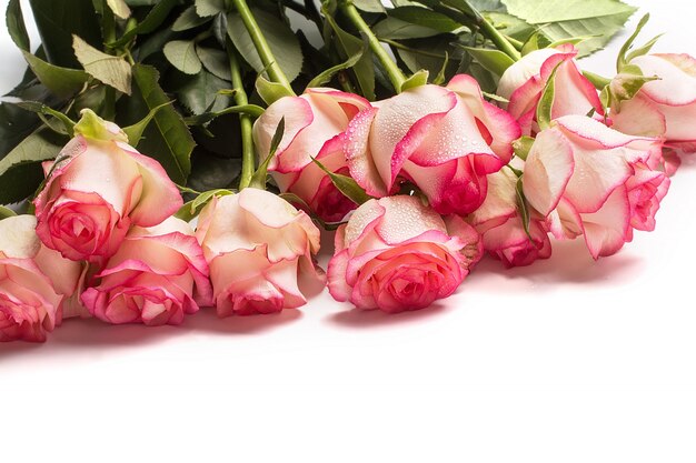 Strauß rosa Rosenblüten auf weiß