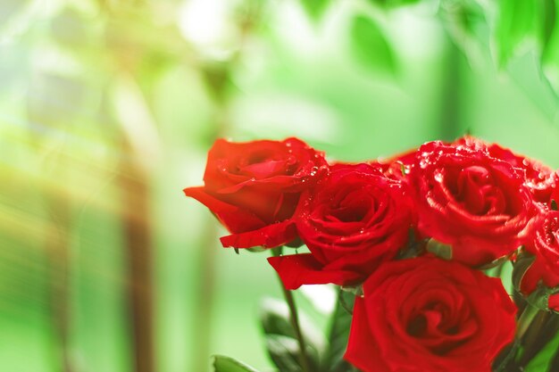 Strauß roter Rosen als florales Urlaubsgeschenk schöne frische Gartenblumen als Wohnkultur