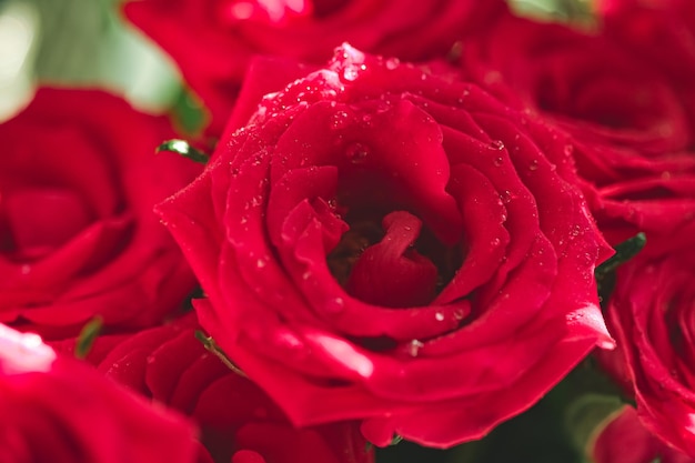 Strauß roter Rosen als florales Urlaubsgeschenk schöne frische Gartenblumen als Wohnkultur