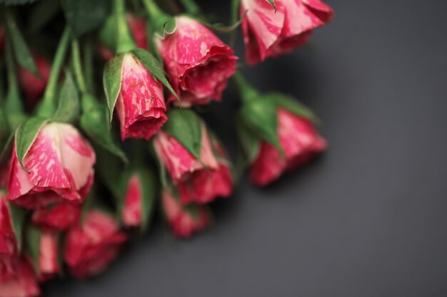 Strauß roter Rosen auf schwarzem mattem Hintergrund