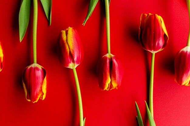 Strauß roter Tulpen. Flach mit Blumen liegen, Draufsicht mit Copyspace