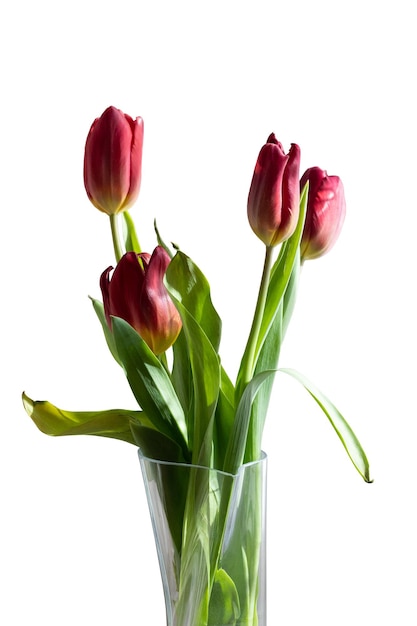 Strauß roter Tulpen in einer Vase auf weißem, isoliertem Hintergrund