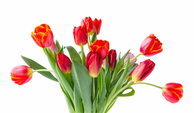 Strauß roter Tulpen lokalisiert auf weißem Hintergrund