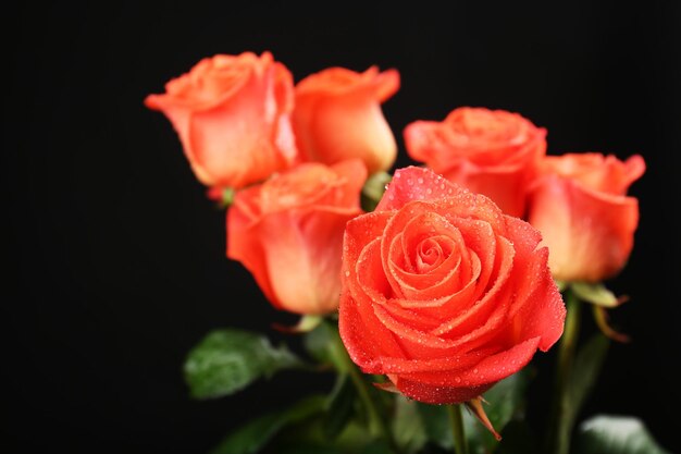 Strauß schöner Rosen auf schwarzem Hintergrund