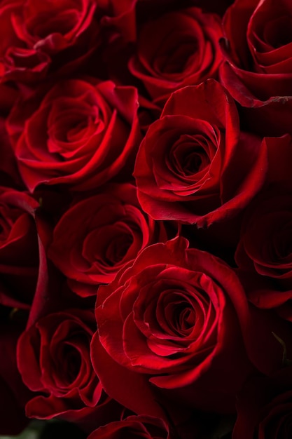 Strauß schöner roter Rosen Trendfarbe klassischer roter Valentinstag Selektiver Fokus Rosen Tapete Hintergrund
