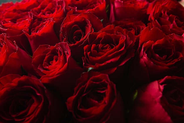 Strauß schöner roter Rosen Trendfarbe klassischer roter Valentinstag Selektiver Fokus Rosen Tapete Hintergrund