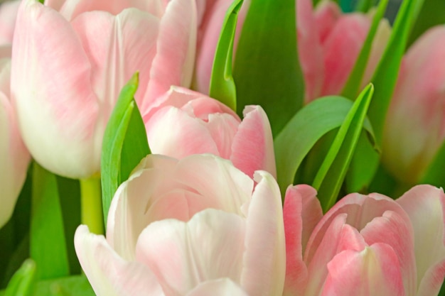 Strauß schöner und frischer Blumen aus Tulpen Der Hintergrund der Natur