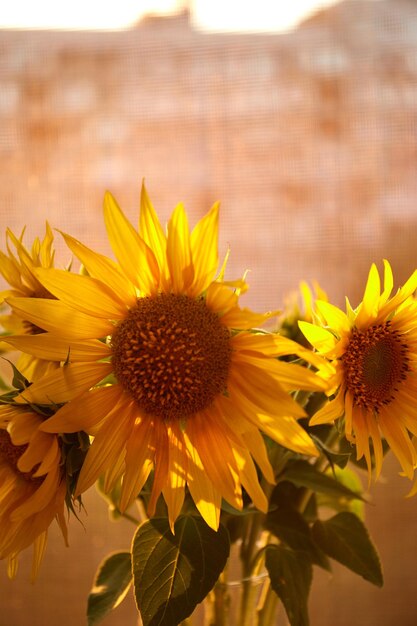 Strauß Sonnenblumen in Vase auf der Fensterbank