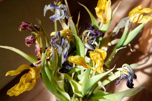 Strauß trockener Tulpen unter den Sonnenstrahlen