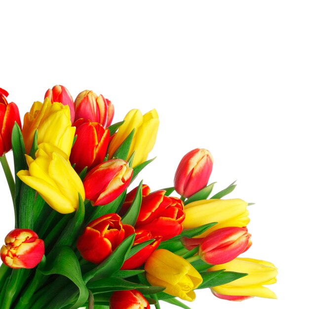 Strauß Tulpen lokalisiert auf weißer Wand