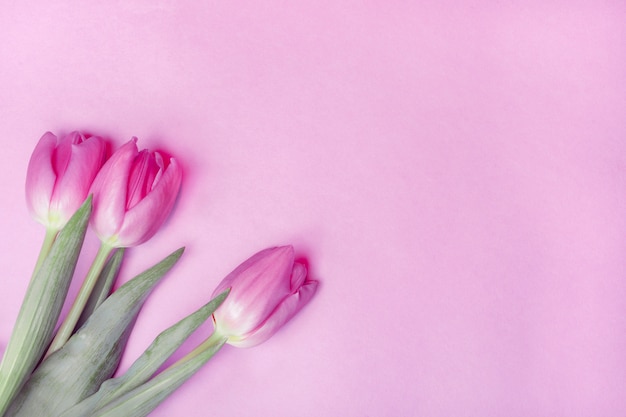 Strauß von drei purpurroten Tulpen auf einem rosa Hintergrund