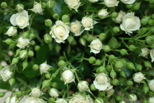 Strauß weißer Rosen mit grünen Blütenblättern, voll ausfüllender Schuss