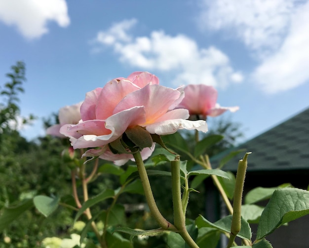 Strauß Wildblumen, stachelige Rose, die im Garten blüht