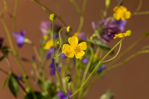Strauß wilder Blumen auf braunem Hintergrund Heilpflanzensammlung Stilllebenzusammensetzung