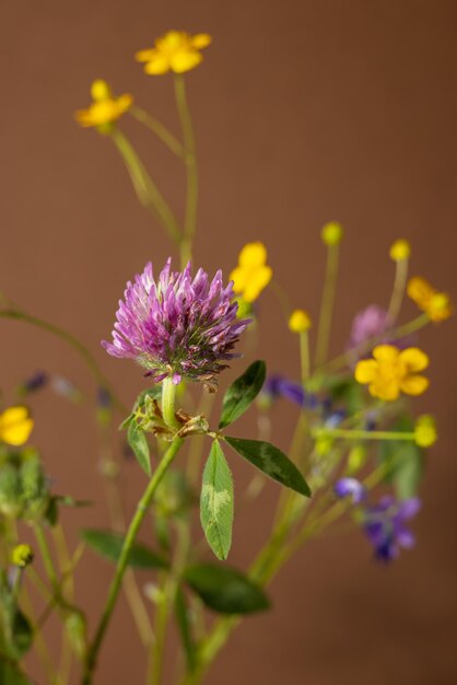 Strauß wilder Blumen auf braunem Hintergrund Heilpflanzensammlung Stilllebenzusammensetzung