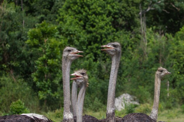 Straußvogel-Kopfportrait