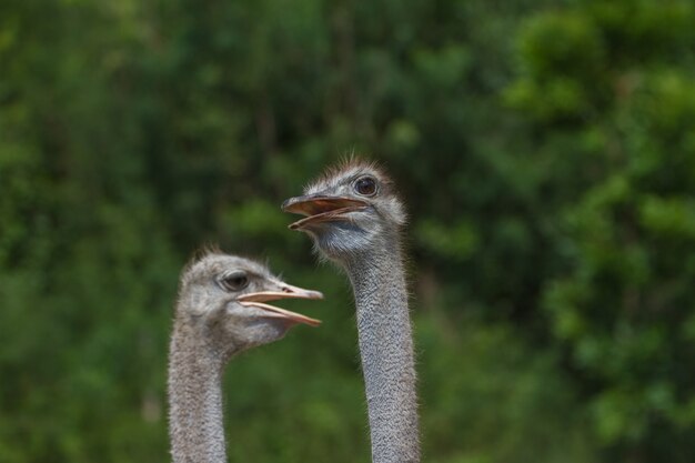 Straußvogel-Kopfportrait