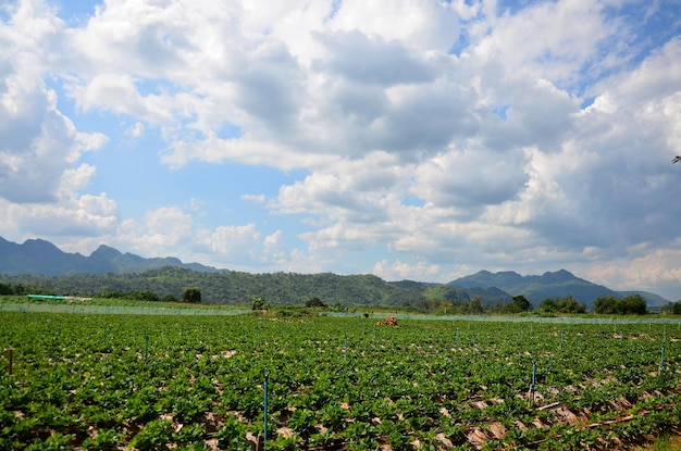 Strawberry Berry Farm e fundo de montanha em Thongphaphum em Kanchanaburi Tailândia